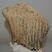 Mammuthus primigenius tooth (2190 grams) Woolly Mammoth