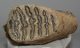 Mammuthus primigenius tooth (2190 grams) Woolly Mammoth