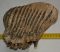 Mammuthus primigenius tooth (2190 grams) Woolly Mammoth
