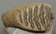 Mammuthus primigenius tooth (2190 grams) Woolly Mammoth