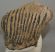 Mammuthus primigenius tooth (2190 grams) Woolly Mammoth