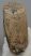 Mammuthus primigenius tooth (2190 grams) Woolly Mammoth