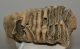 Mammuthus primigenius tooth (2190 grams) Woolly Mammoth