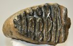   Mammuthus meridionalis upper tooth (4094 grams) Southern mammoth molar SOLD (D) 12