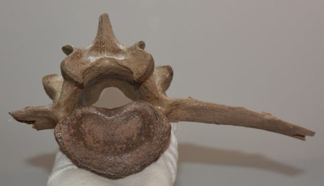 Bison priscus részleges lumbar csigolya csont