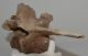 Bison priscus részleges lumbar csigolya csont