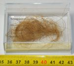 Mammuthus primigenius Woolly Mammoth Hair 