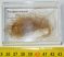 Mammuthus primigenius Woolly Mammoth Hair 