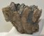 Mammuthus meridionalis részleges fog (452 gramm) ELFOGYOTT (M) 06