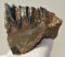 Mammuthus meridionalis részleges fog (452 gramm) ELFOGYOTT (M) 06