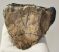 Mammuthus meridionalis részleges fog (452 gramm) ELFOGYOTT (M) 06