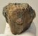 Mammuthus meridionalis részleges fog (452 gramm) ELFOGYOTT (M) 06
