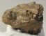 Mammuthus meridionalis részleges fog (452 gramm) ELFOGYOTT (M) 06