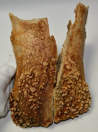 Orrszarvú kettő darabra tört részleges koponya csont ELFOGYOTT (LL B) 12