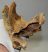 Rhinoceros partial skull bone broken into 2 pieces SOLD (LL B) 12