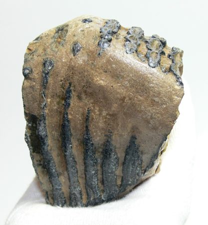 Mammuthus primigenius partial tooth (702 grams)