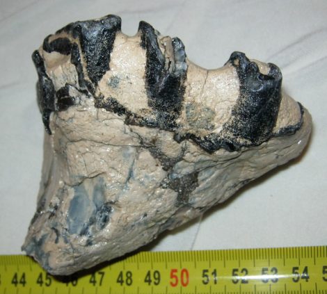 Mammuthus meridionalis déli mamut kicsire lekoptatott foga (380 gramm)