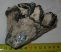 Mammuthus meridionalis tooth (380 gram)