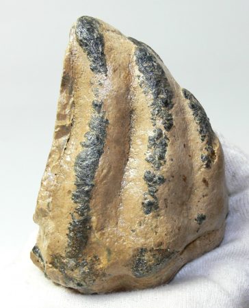 Mammuthus meridionalis partial tooth (600 grams)