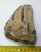 Mammuthus meridionalis részleges fog (600 gramm)
