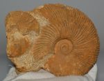 Macrocephalites ammonitesz Lengyelországból