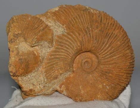 Macrocephalites ammonitesz Lengyelországból