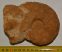 Macrocephalites ammonitesz Lengyelországból