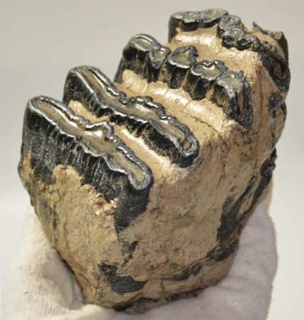 Mammuthus meridionalis részleges fog (859 gramm)