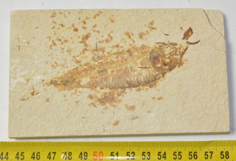 2 db Kinghthia eocaena hal kövület Wyomingból