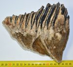 Mammuthus primigenius tooth (1558 gramm)