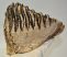 Mammuthus primigenius tooth (1558 gramm)