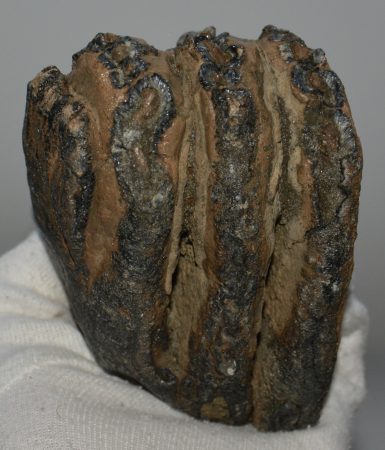 Mammuthus meridionalis részleges fog (713 gramm)