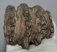 Mammuthus meridionalis részleges fog (713 gramm)