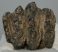 Mammuthus meridionalis részleges fog (713 gramm)