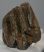 Mammuthus meridionalis részleges fog (713 gramm)