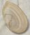 Tellina planata kagyló kövület Spanyolországból