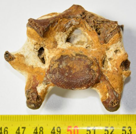  Seal Pagophilus groenlandicus? partial neck vertebra (70 mm)