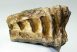 Mammuthus primigenius partial tooth (858 grams)