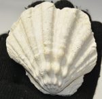 Gigantopecten nodosiformis fésűkagyló kövület