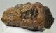 Mammuthus meridionalis részleges fog (977 gramm)