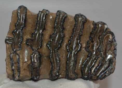 Mammuthus meridionalis részleges fog (961 gramm)