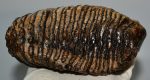   Mammuthus primigenius tooth (1476 grams) Woolly Mammoth molar