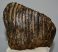 Mammuthus primigenius tooth (1476 grams) Woolly Mammoth molar