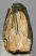 Mammuthus primigenius partial tooth (1939 grams) SOLD (R) 05