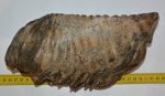 Mammuthus primigenius lower right tooth (2358 grams)