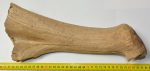 Megaloceros giganteus partial antler ( 338 mm)