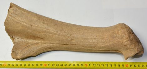 Megaloceros giganteus partial antler ( 338 mm)