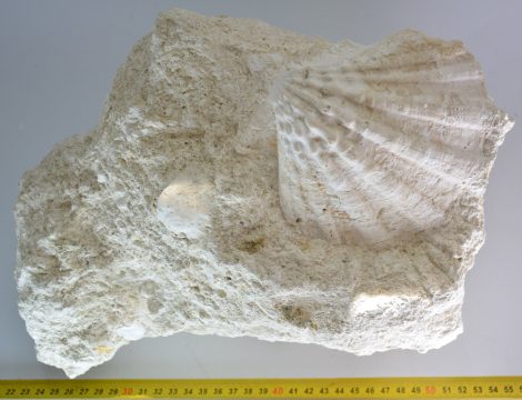 Gigantopecten nodosiformis on rock from Zebegény (9,25 Kg)