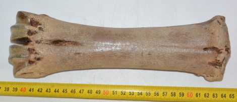 Bison sp. metacarpal bone (697 grams)