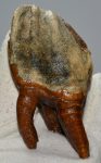 Gyapjas orrszarvú Coelodonta antiquitatis felső fog